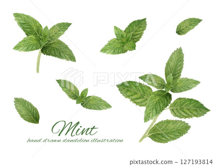 留蘭香水彩插圖集 留蘭香水彩插圖集 127193814