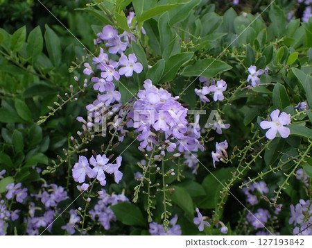 Light purple Duranta flower 127193842