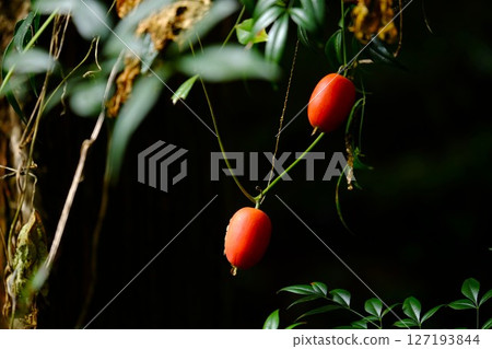 沐浴在陽光下的斑菖蒲果實 [相模原市津久井 10月] 127193844