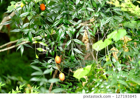 Turmeric entwined with nandina [Tsukui, Sagamihara City, October] 127193845