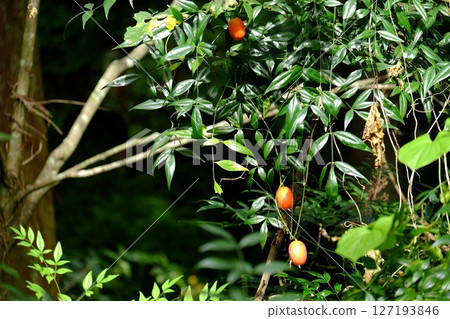 Violet melon basking in the sun [Tsukui, Sagamihara City, October] 127193846
