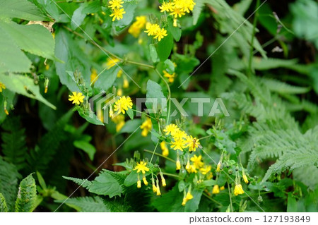 草叢中盛開的藥師塚 [相模原市津久井 10月] 127193849