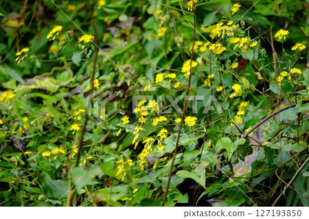 Yellow yakushisou flowers blooming in the grass [Tsukui, Sagamihara City, October] 127193850