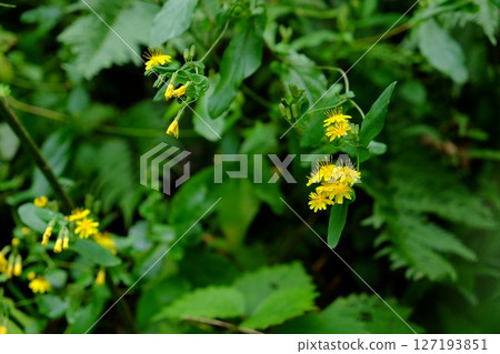 河岸上盛開的黃色藥師草花 [相模原市津久井 10月] 127193851