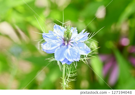 藍色萼片黑種草 127194048