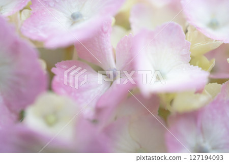Hydrangea on a rainy day close-up 127194093