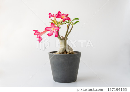 白色背景的紅色開花沙漠玫瑰 127194163