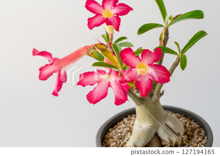 白色背景的紅色開花沙漠玫瑰 127194165