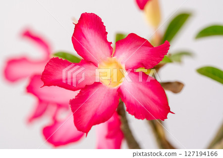 Red flowering adenium on a white background 127194166