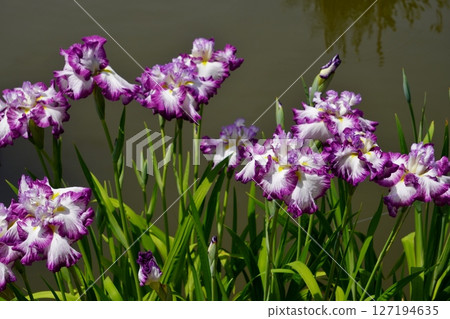 Dazaifu Tenmangu Shrine, Iris Pond, Iris Flowers 127194635