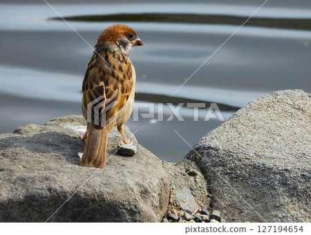 A sparrow resting on a rock by the water A sparrow resting on a rock by the water 127194654