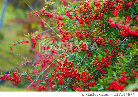 Pyracantha fruit 127194674