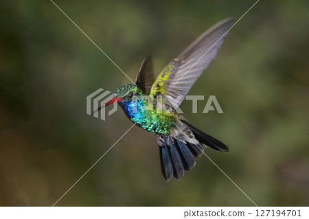 Male Red-billed Hummingbird 127194701