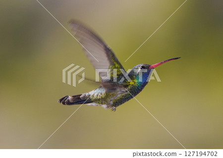 雄性紅嘴蜂鳥 127194702