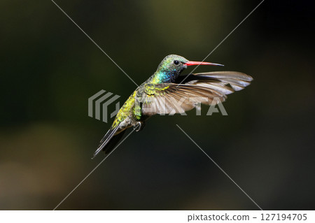 雄性紅嘴蜂鳥 127194705