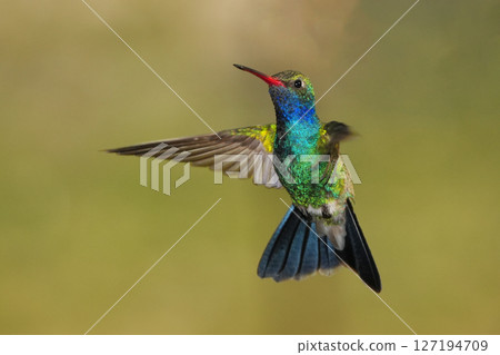 Male Red-billed Hummingbird Male Red-billed Hummingbird 127194709