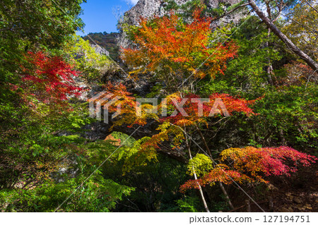 Autumn in Shodoshima - Autumn leaves in Kankakei - Eight Views of the Back (Sekimon) Autumn in Shodoshima - Autumn leaves in Kankakei - Eight Views of the Back (Sekimon) 127194751