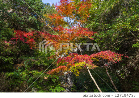 小豆島的秋天 - 寒霞溪的紅葉 - 背影八景 小豆島的秋天 - 寒霞溪的紅葉 - 背影八景 127194753