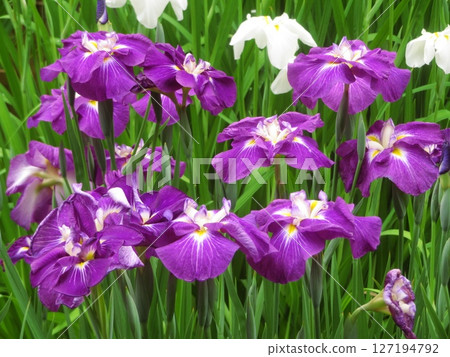 Elegant purple and white iris flowers Elegant purple and white iris flowers 127194792