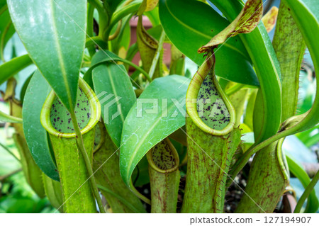 Close-up of nepenthes plant with vibrant green traps and tropical leaves 127194907