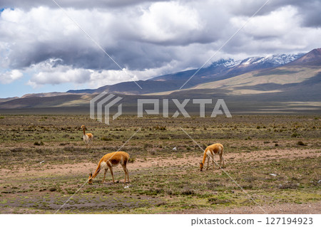 Vicunas Grazing in the Plains of Peru Majestic Mountains Vicunas Grazing in the Plains of Peru Majestic Mountains 127194923