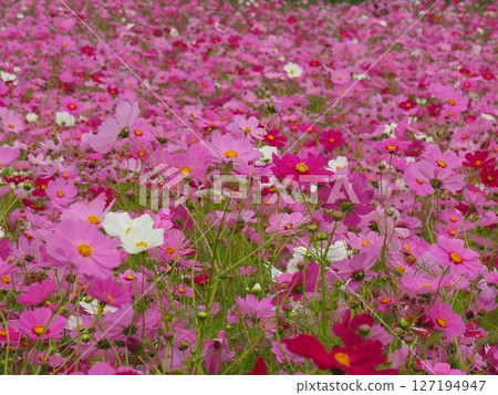 到處都是盛開的波斯菊 到處都是盛開的波斯菊 127194947