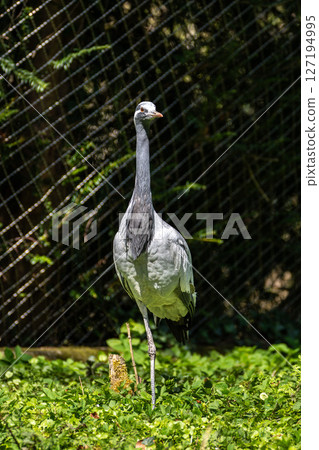 Demoiselle Crane, Anthropoides virgo are living in the bright green meadow during the day time 127194995
