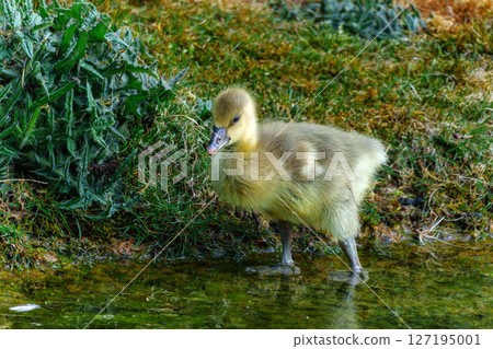 Beautiful yellow fluffy greylag goose baby gosling in spring, Anser anser Beautiful yellow fluffy greylag goose baby gosling in spring, Anser anser 127195001