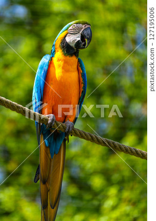 The Blue-and-yellow Macaw, Ara ararauna is a large South American parrot The Blue-and-yellow Macaw, Ara ararauna is a large South American parrot 127195006