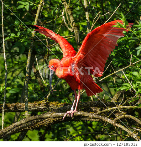 The Scarlet ibis, Eudocimus ruber is a species of ibis in the bird family Threskiornithidae. The Scarlet ibis, Eudocimus ruber is a species of ibis in the bird family Threskiornithidae. 127195012
