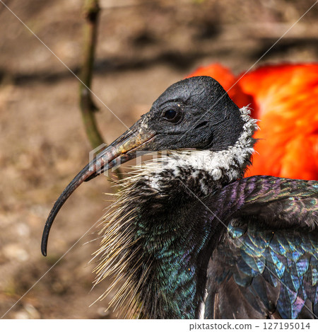 The Straw-necked Ibis, Threskiornis spinicollis is a bird of the ibis family The Straw-necked Ibis, Threskiornis spinicollis is a bird of the ibis family 127195014