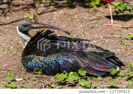 The Straw-necked Ibis, Threskiornis spinicollis is a bird of the ibis family The Straw-necked Ibis, Threskiornis spinicollis is a bird of the ibis family 127195015