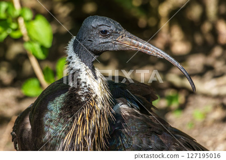 The Straw-necked Ibis, Threskiornis spinicollis is a bird of the ibis family 127195016