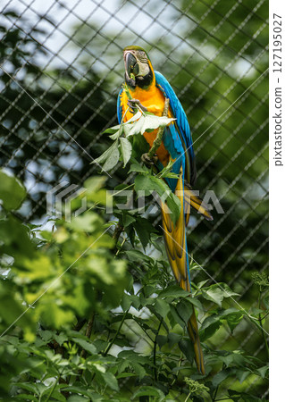 The Blue-and-yellow Macaw, Ara ararauna is a large South American parrot The Blue-and-yellow Macaw, Ara ararauna is a large South American parrot 127195027