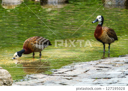 White-faced whistling duck, Dendrocygna viduata. Birds watching 127195028