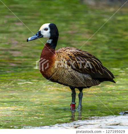 White-faced whistling duck, Dendrocygna viduata. Birds watching White-faced whistling duck, Dendrocygna viduata. Birds watching 127195029