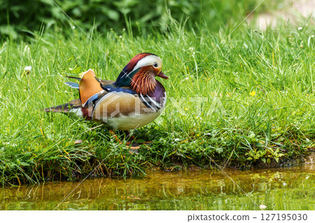 The mandarin duck, Aix galericulata at a lake in Munich, Germany The mandarin duck, Aix galericulata at a lake in Munich, Germany 127195030