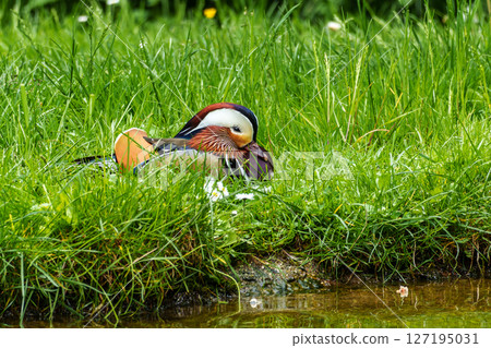The mandarin duck, Aix galericulata at a lake in Munich, Germany 127195031