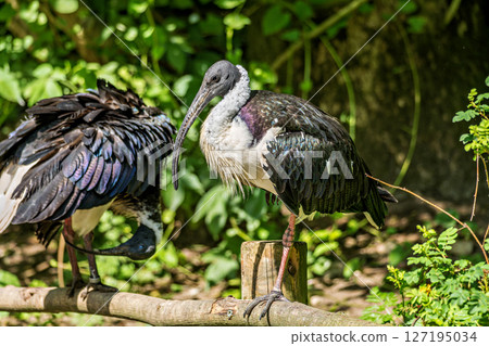 The Straw-necked Ibis, Threskiornis spinicollis is a bird of the ibis family The Straw-necked Ibis, Threskiornis spinicollis is a bird of the ibis family 127195034