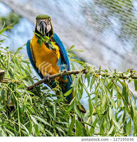 The Blue-and-yellow Macaw, Ara ararauna is a large South American parrot The Blue-and-yellow Macaw, Ara ararauna is a large South American parrot 127195036