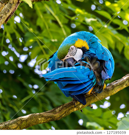 The Blue-and-yellow Macaw, Ara ararauna is a large South American parrot 127195039