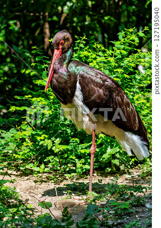 Black stork, Ciconia nigra in a german nature park 127195040