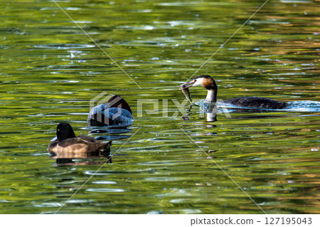 Great Crested Grebe, Podiceps cristatus has caught a fish. 127195043