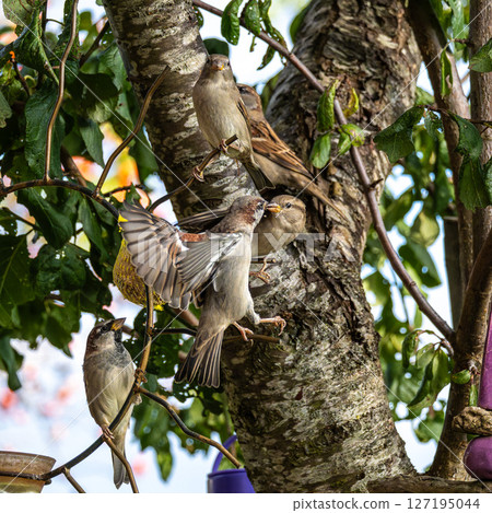 House sparrow, Passer domesticus. An adult sparrow feeds its young chick. 127195044
