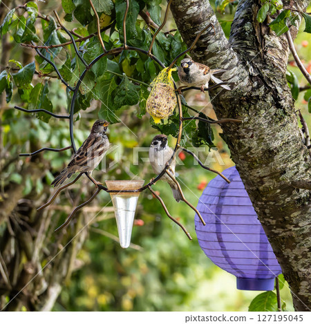 House sparrow bird, Passer domesticus perched on bird feeder containing birdseed. House sparrow bird, Passer domesticus perched on bird feeder containing birdseed. 127195045