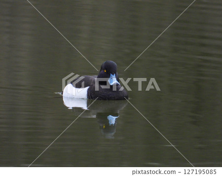 Male tufted duck swimming in the pond 127195085