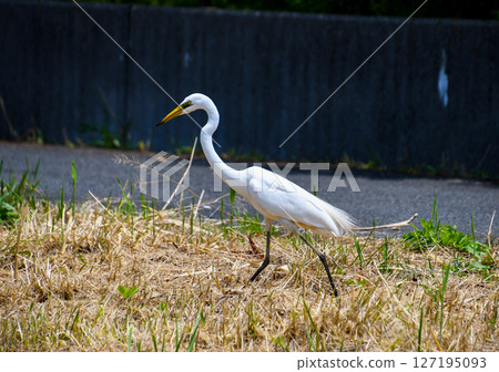 Great Egret walking through the grass 127195093