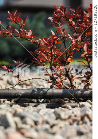 Drip irrigation hose delivering water to a red-leaved garden shrub, with gravel mulch covering the soil in a landscaped yard 127195226