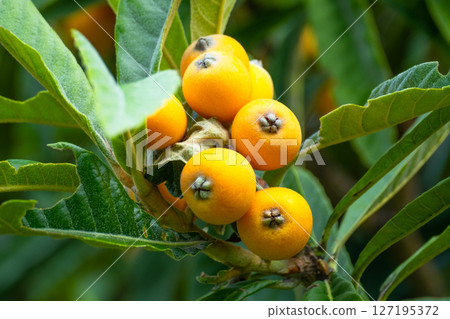 Fruit of loquat 127195372