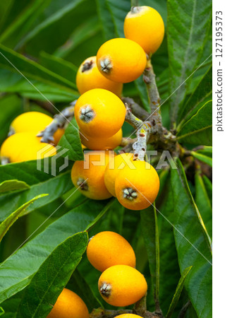 Fruit of loquat 127195373